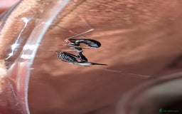 Praying Mantis invertebrates for sale: Ghost mantis nymphs - Advert 1