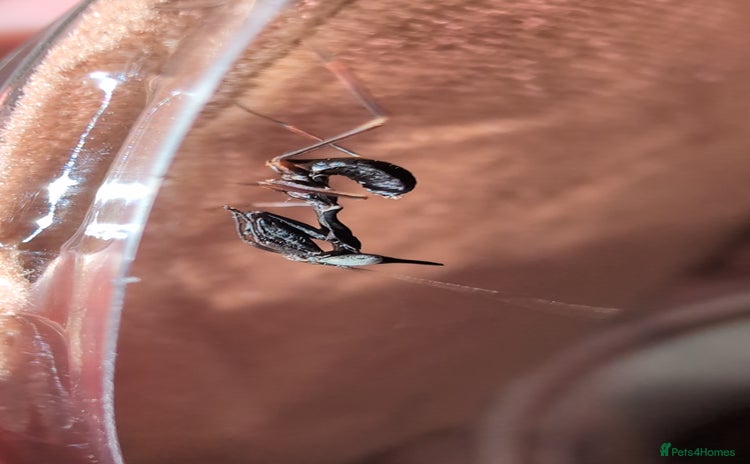 Praying Mantis invertebrates Ghost mantis nymphs - Advert 1