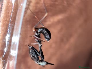 Praying Mantis invertebrates Ghost mantis nymphs. Ready to ship. - Advert 11