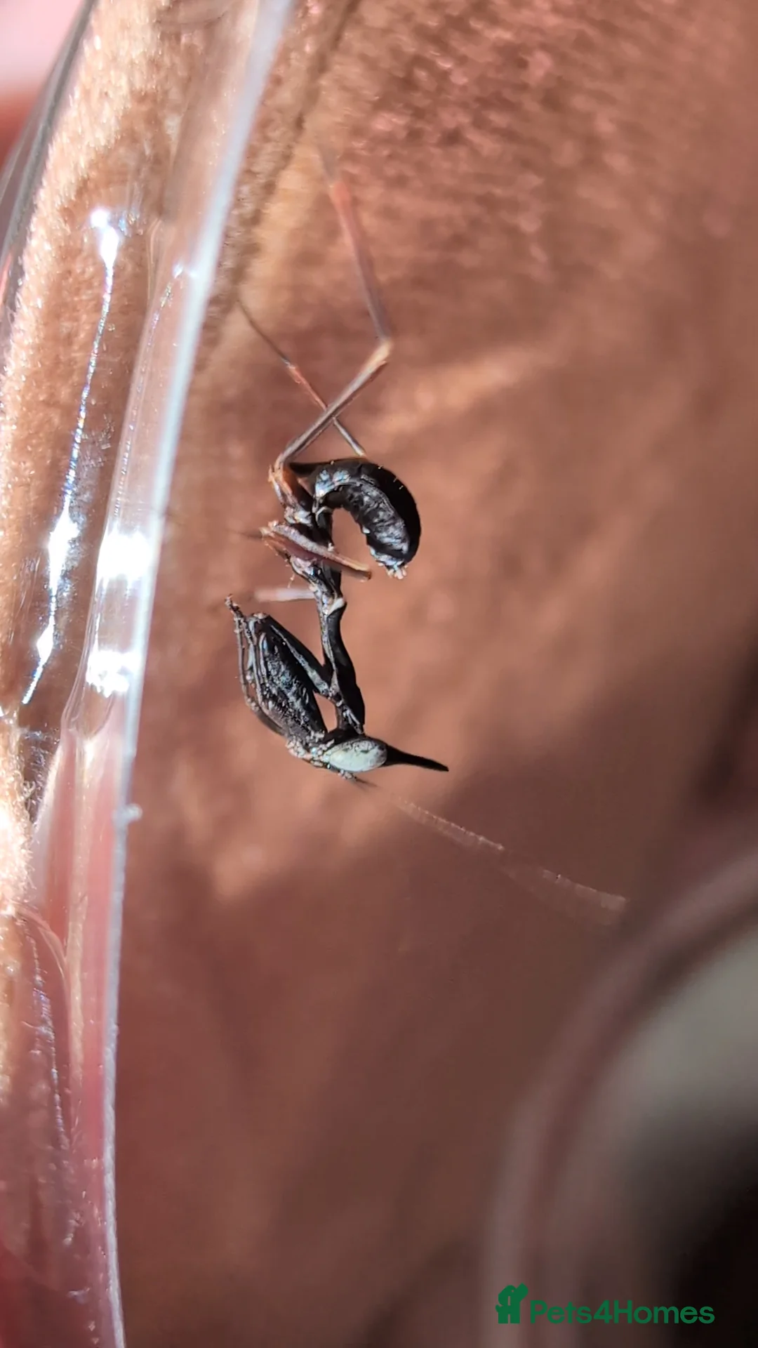 Praying Mantis invertebrates for sale: Ghost mantis nymphs. Ready to ship.  - Advert 1