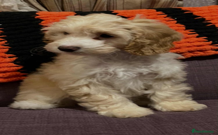 Cockapoo dogs - Advert 3