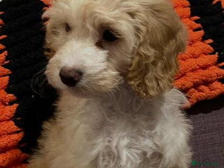 Cockapoo dogs - Advert 4