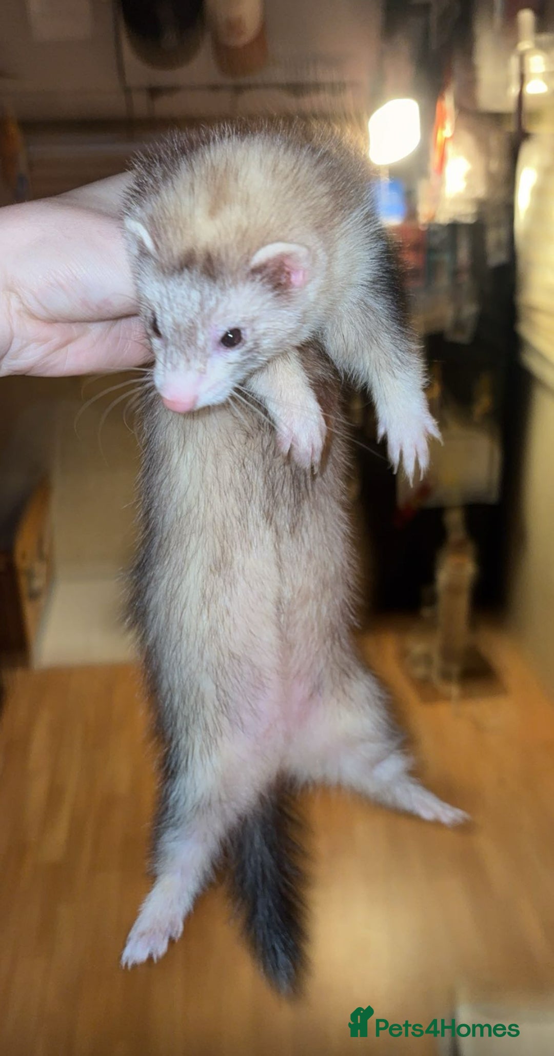 Ferret rodents for sale: Silver and white jill - Advert 1
