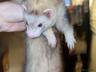Ferret rodents Silver and white jill - Advert 1