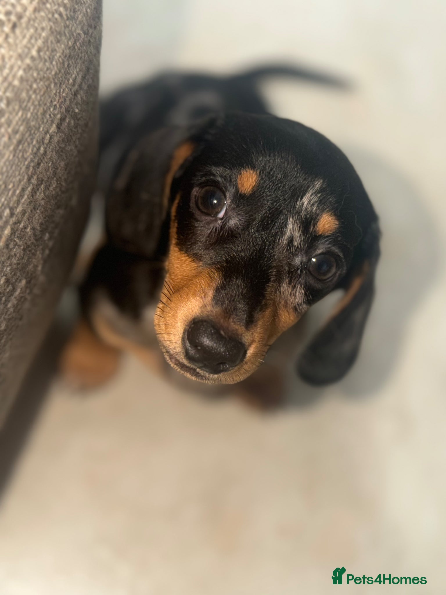 Miniature Dachshund dogs Miniature dapple dachshunds  - Advert 6