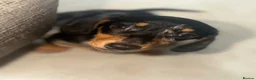 Miniature Dachshund dogs for sale: Miniature dapple dachshunds  - Advert 1