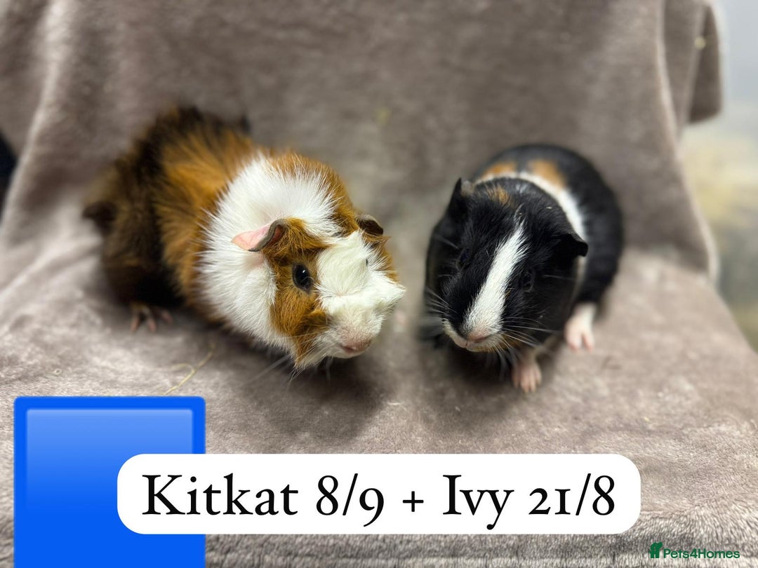 Guinea Pig rodents for sale: Gorgeous baby male guinea pig ready 12 January - Advert 5