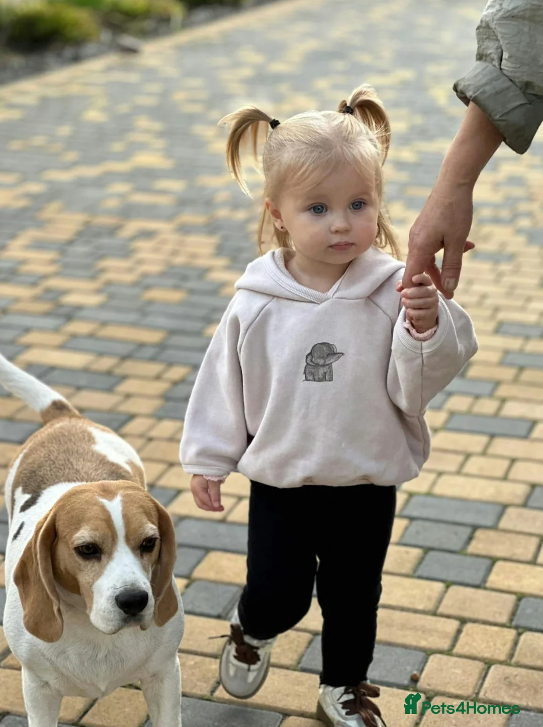 Beagle dogs for adoption: 🐾 LINDA – Beagle - Advert 3