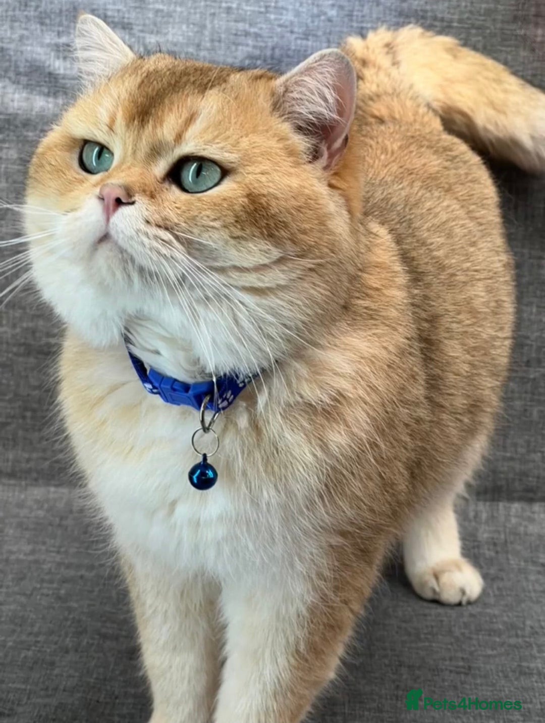British Shorthair cats for sale: Stunning British sh/longhair kittens TICA - Image 22