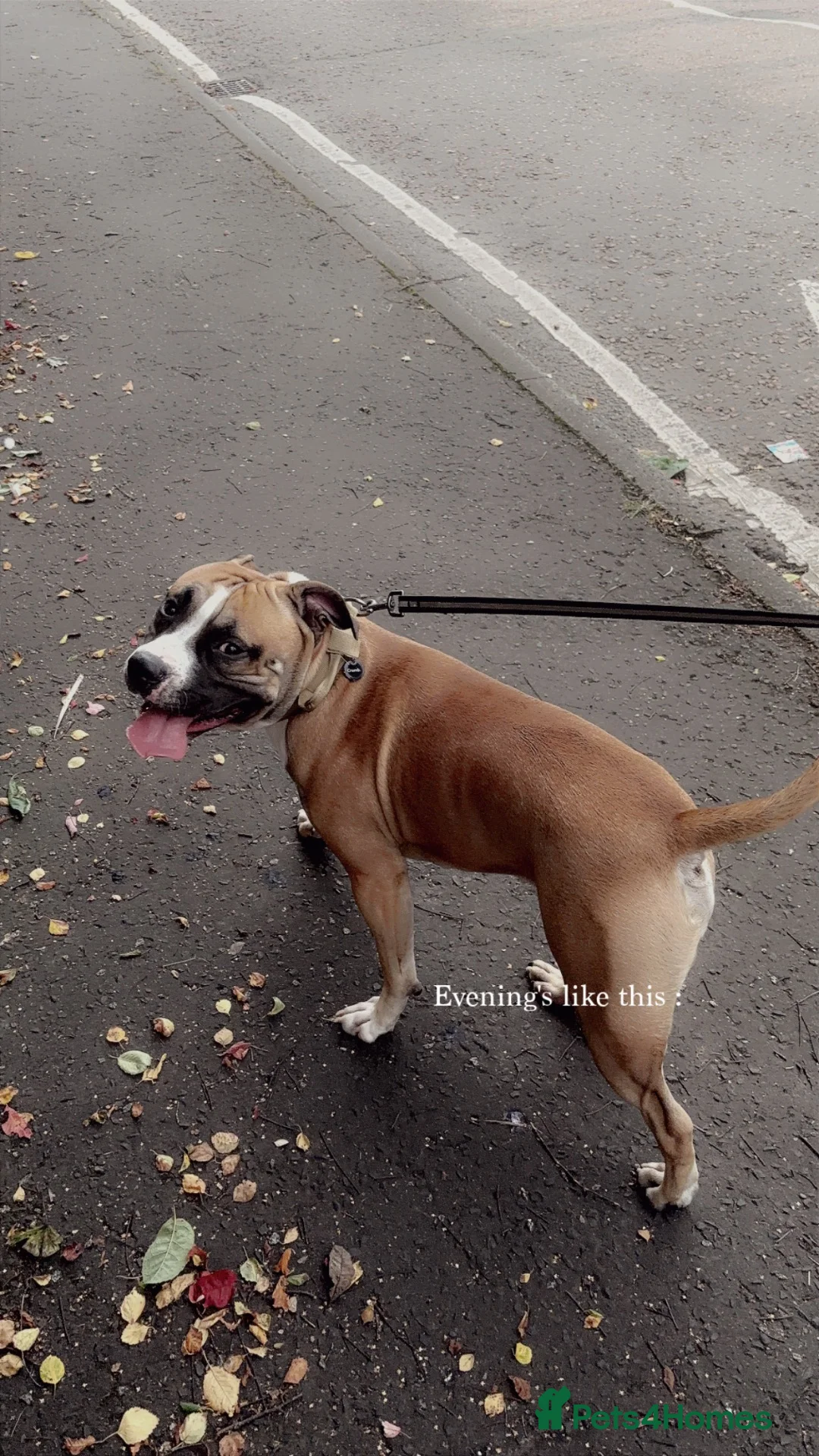 American Bull Staffy dogs for stud: Make up for Stud in Coleraine - Advert 4