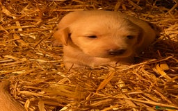 Labrador Retriever dogs for sale: Stunning ftch fox red puppies - Image 17