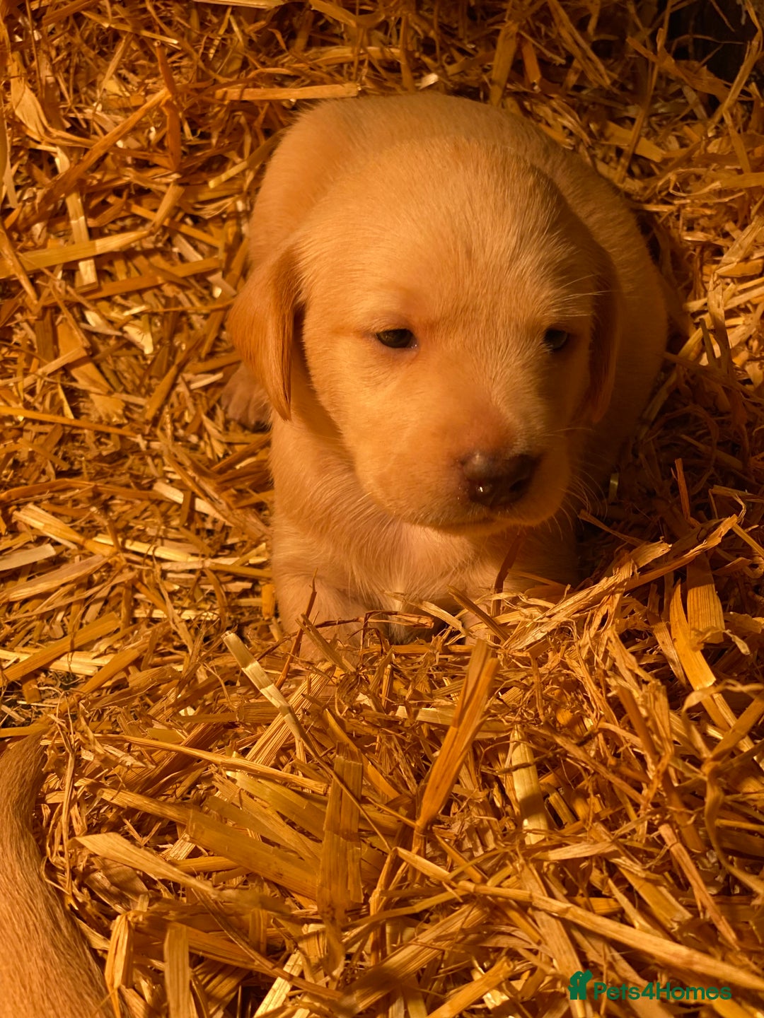 Labrador Retriever dogs for sale: Stunning ftch fox red puppies - Image 17