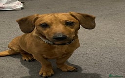 Mixed Breed dogs for sale: Unfortunately selling bugzy - Image 8