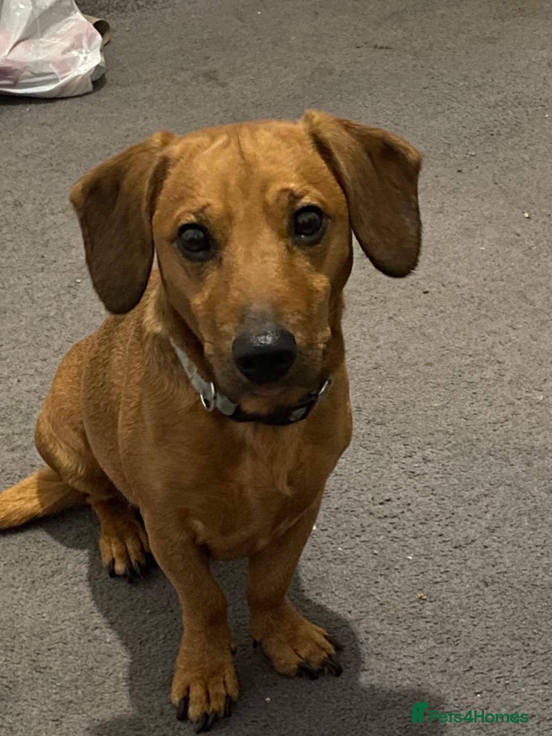 Mixed Breed dogs for sale: Unfortunately selling bugzy - Image 8