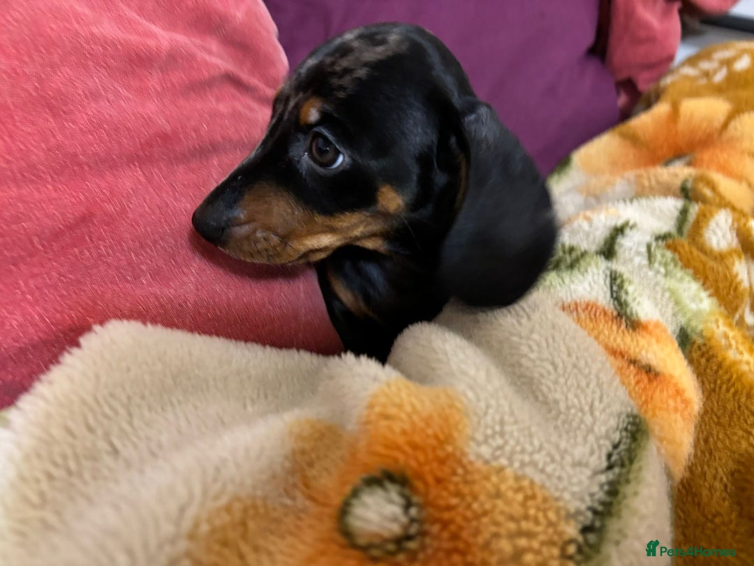 Miniature Dachshund dogs for sale: Miniature Dachshund KC last two girls  - Image 21