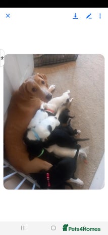 Mixed Breed dogs Lurcher x jackapoo pups - Advert 2