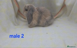 Mini Lop rabbits for sale:  stunning mini  lops   in Uxbridge - Image 11