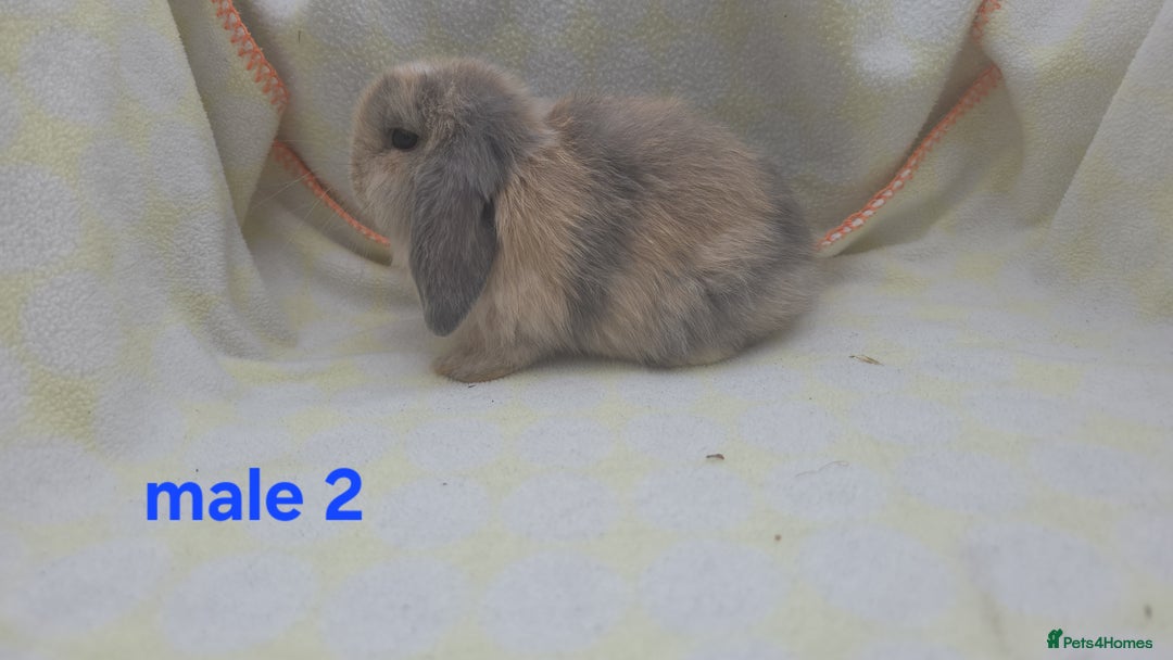 Mini Lop rabbits for sale:  stunning mini  lops   in Uxbridge - Image 11