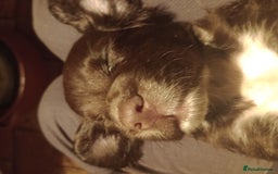 Cocker Spaniel dogs for sale: Working Cocker Spaniels  - Image 9