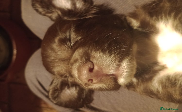 Cocker Spaniel dogs Cocker Spaniels READY NOW - Advert 6