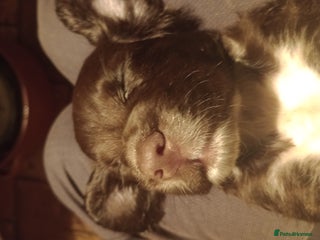 Cocker Spaniel dogs Cocker Spaniels READY NOW - Advert 6