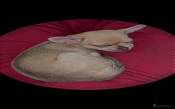 Chihuahua dogs for sale: XXS teacup chihuahua girl  - Image 7