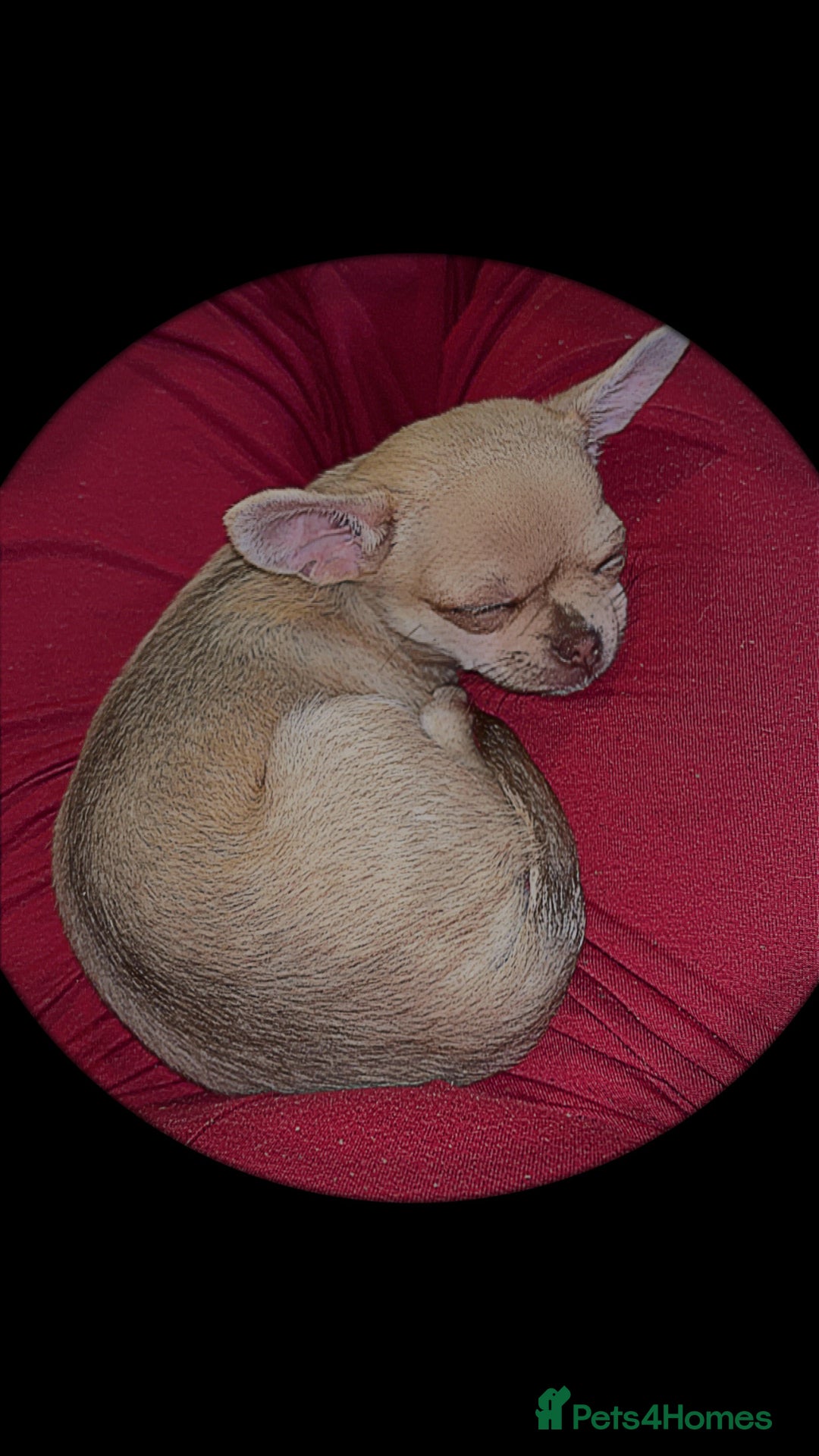 Chihuahua dogs for sale: XXS teacup chihuahua girl  - Image 7