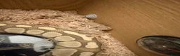 Python Snake reptiles for sale: Ball python  in Bradford - Advert 2