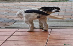 Mixed Breed dogs for adoption: PATROCLE – a Lovely boy for a Loving Home - Image 14