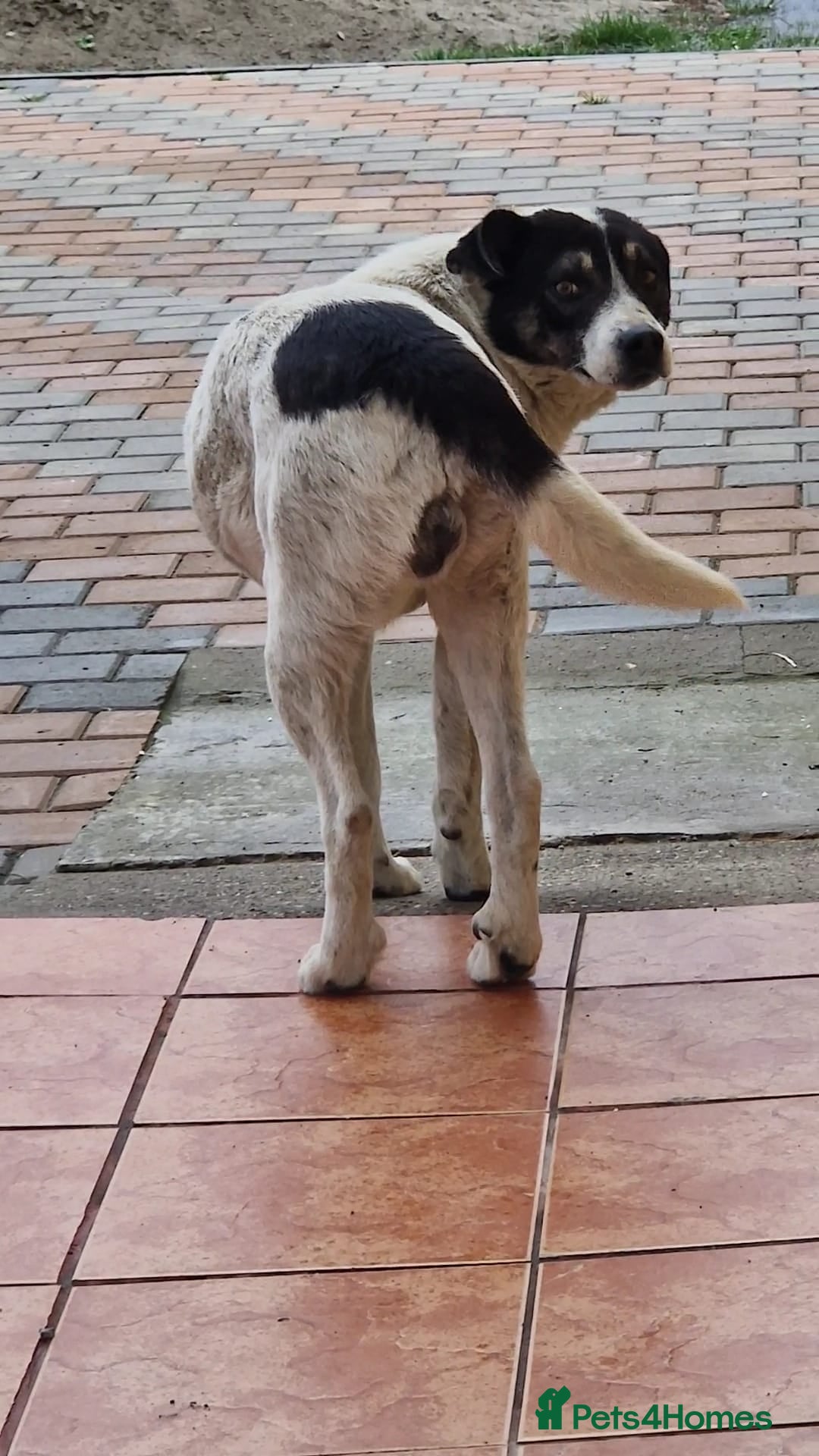 Mixed Breed dogs for adoption: PATROCLE – a Lovely boy for a Loving Home - Image 14