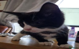 Mixed Breed cats for sale: 3 beautiful kittens - Image 8