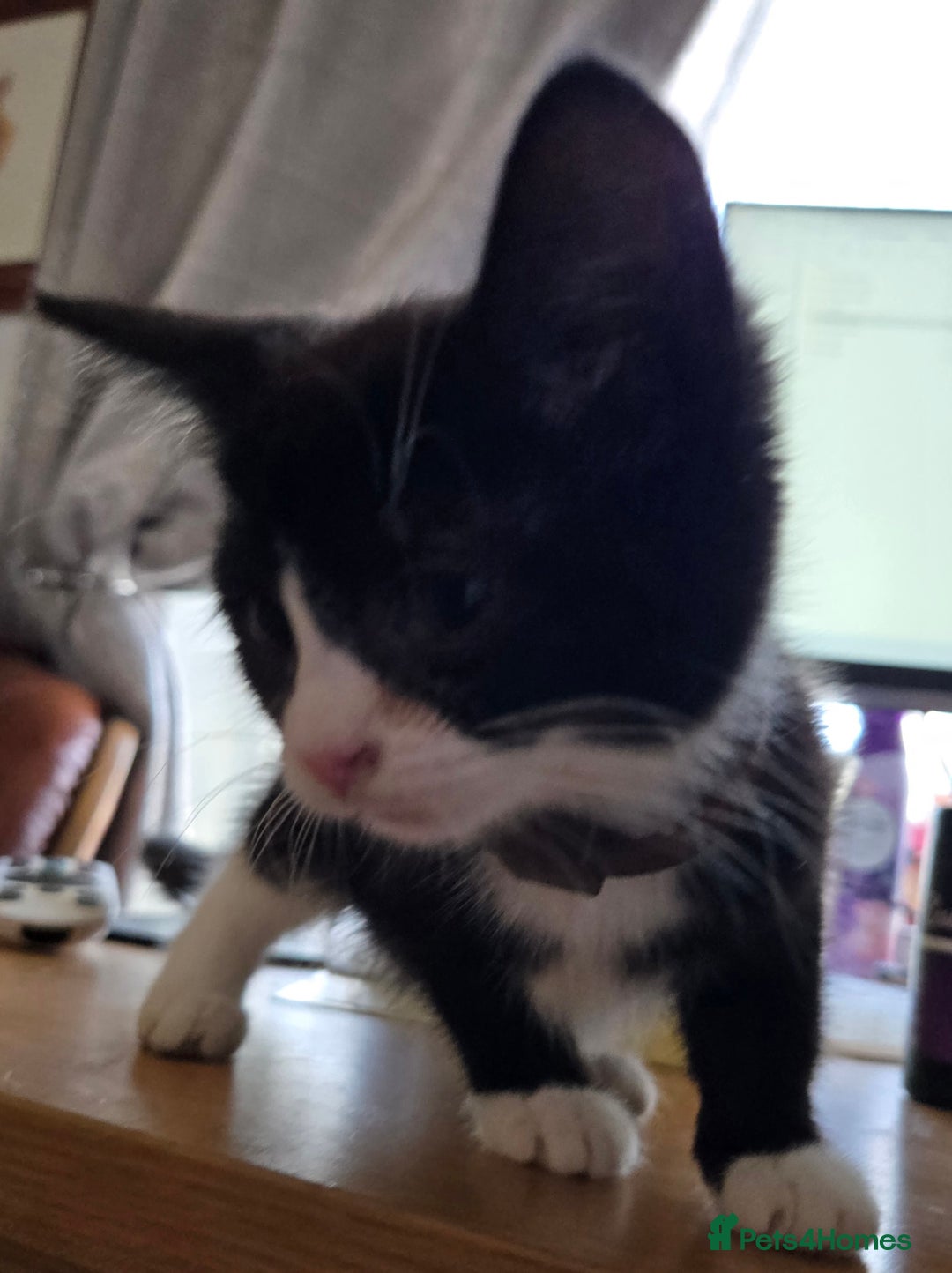 Mixed Breed cats for sale: 3 beautiful kittens - Image 8