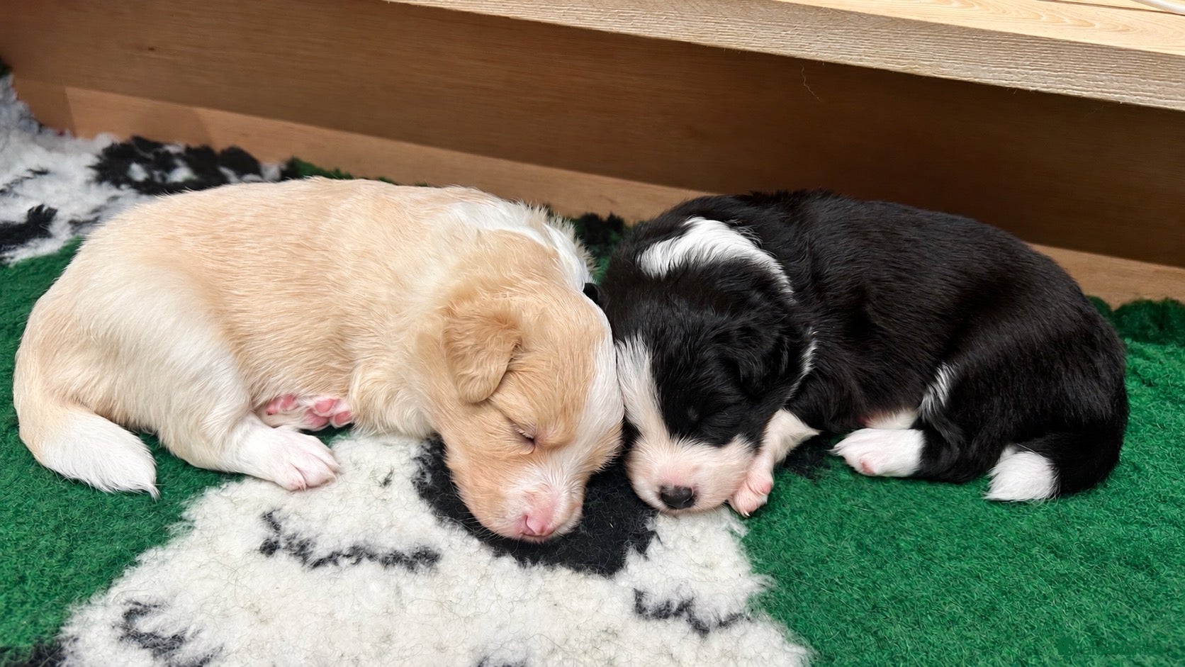 Border Collie dogs for sale: Beautiful Border Collie Puppies-KC Registered - Advert 2