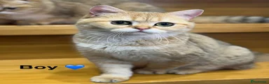 Scottish Fold Kitten 1