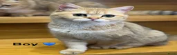 Scottish Fold cats for sale: TICA Registered Scottish Fold & Straight kittens - Advert 7