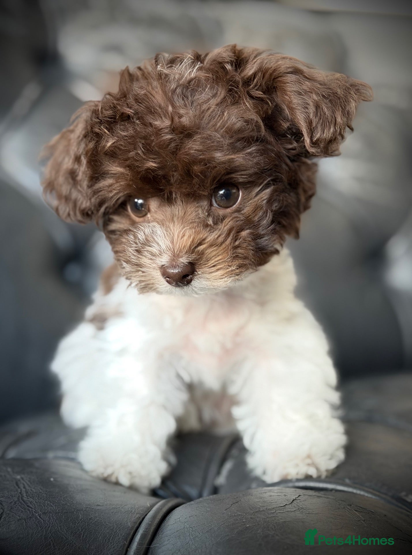 Toy Poodle dogs 🐾 Last 2 Gorgeous Asian Poodle Puppies! 🐾 - Advert 1