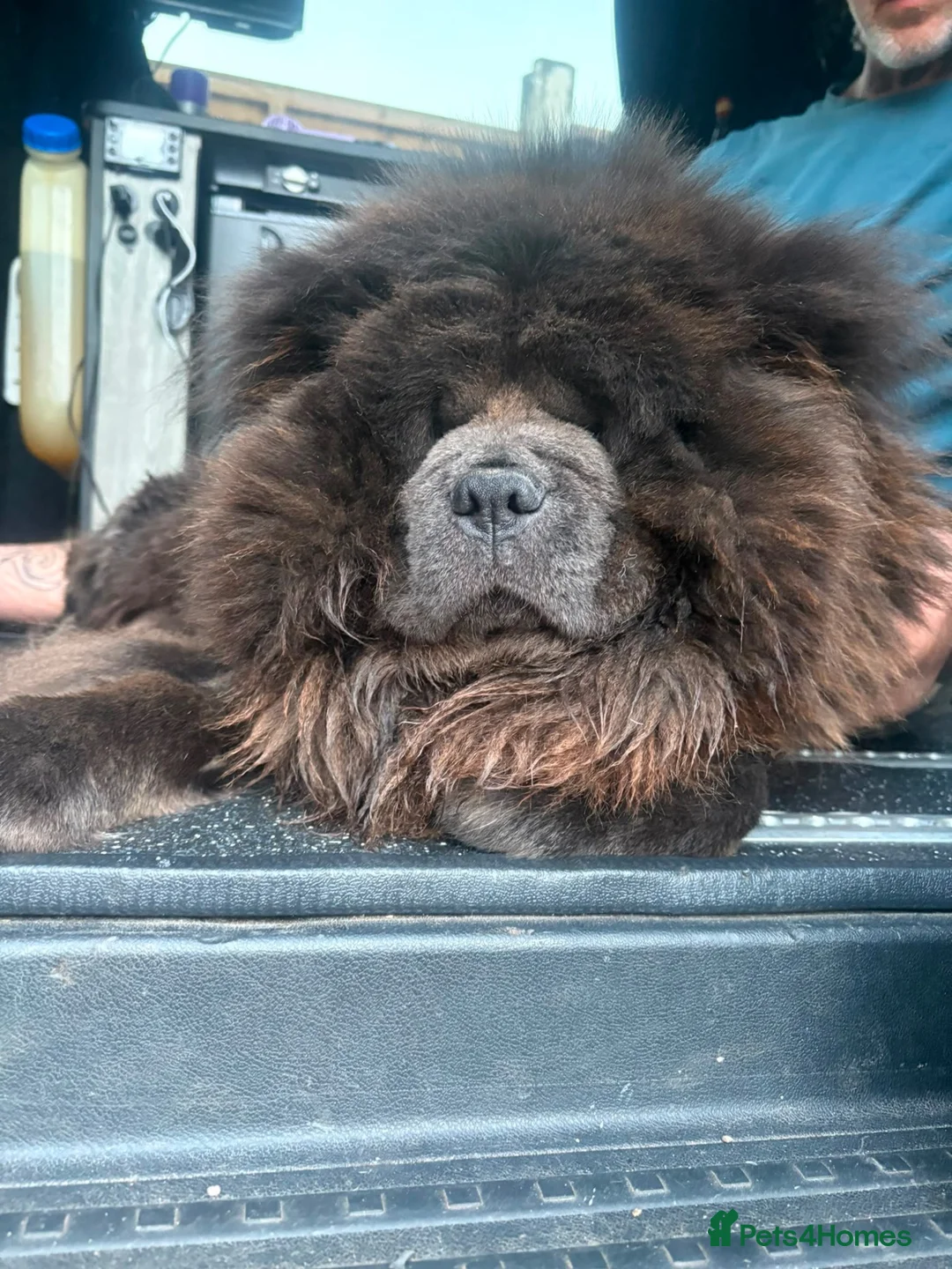 Chow Chow dogs for sale: Beautiful fawn smooth  - Advert 7