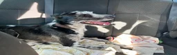 Lurcher dogs for sale: Male Lurcher Looking for a Loving Home - Advert 6