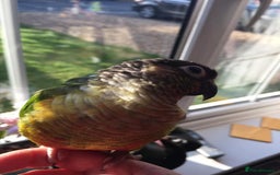 Conures birds for sale: Beautiful Green Cheek Conure needs a new home - Image 4