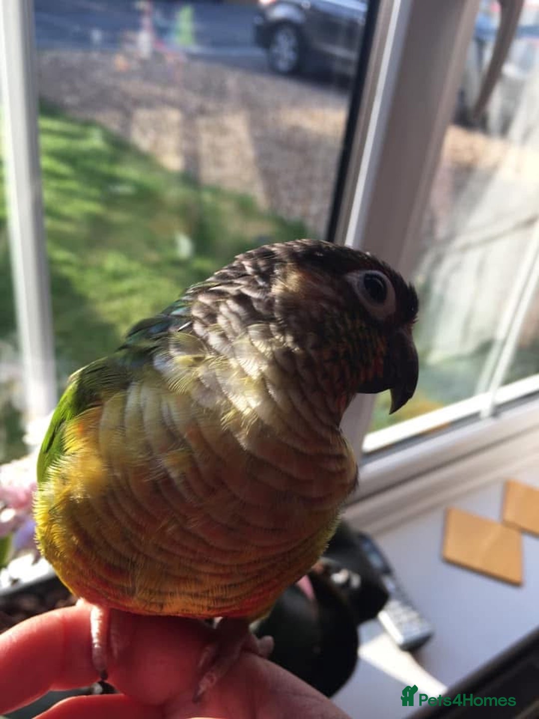 Conures birds for sale: Beautiful Green Cheek Conure needs a new home - Image 4