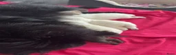 Pomeranian dogs for sale: Pomeranian puppies - Advert 8