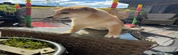 Japanese Shiba Inu dogs for sale: Shiba girls kc registered available  - Advert 3