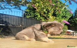 French Bulldog dogs for sale: Beautiful French bulldogs - Image 10