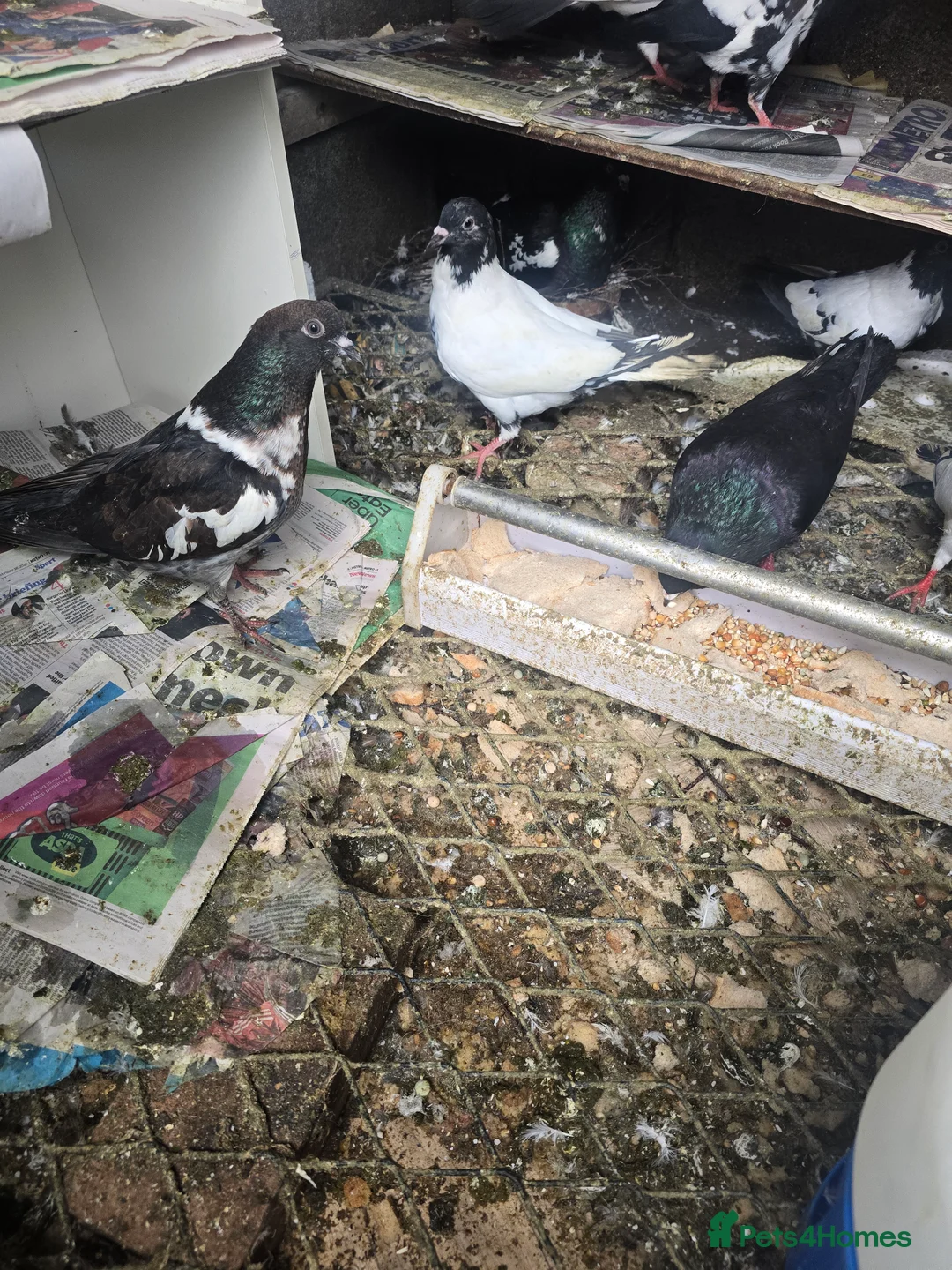 Mixed Breed birds for sale: Afghani pigeons  - Advert 5