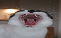 Mixed Breed cats for sale: Loving home needed for this sweet girl - Image 5