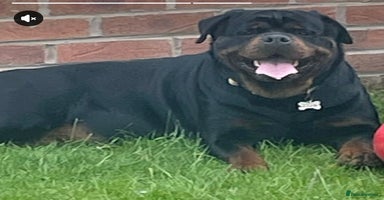 Rottweiler dogs - Advert 2