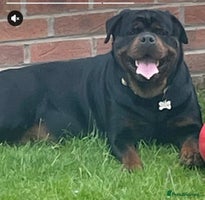 Rottweiler dogs - Advert 4