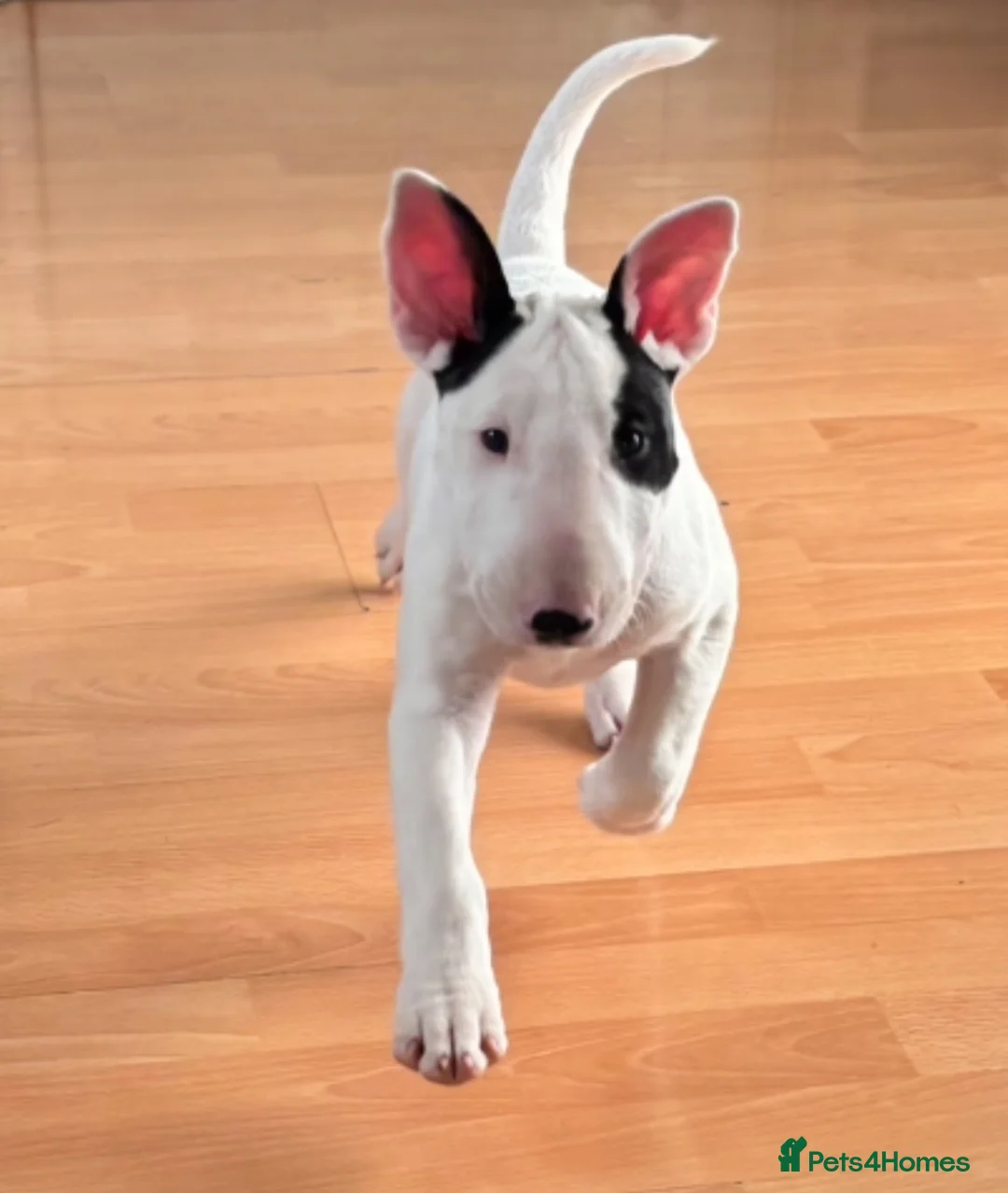English Bull Terrier dogs for sale: TWO BEAUTIFUL GIRLS READY TO LEAVE  - Advert 10