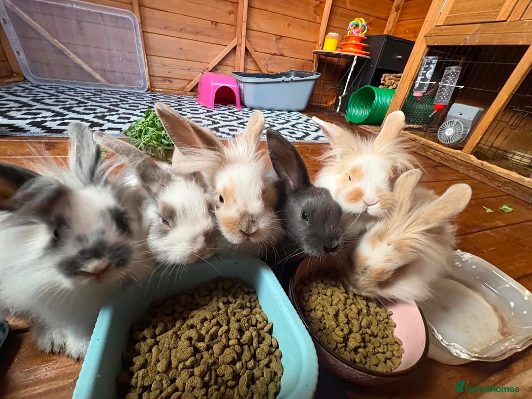 Mini Lop rabbits for sale: Minilop baby bunnies - Advert 1