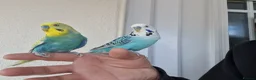 Budgerigars birds for sale: Super silly hand tamed Budgies  - Advert 18